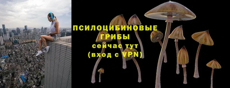 Галлюциногенные грибы Psilocybe  цена   kraken вход  Карабаново 